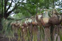 Proyecto productivo 2018 en "La Huerta"